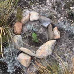 Planting cedar seedlings